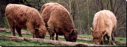 Galloways