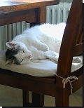 Katze