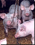 Schweine