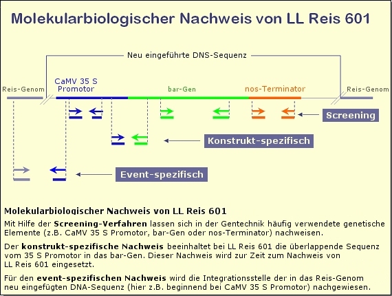 Diagramm: Nachweisschema für gentechnisch veränderten Reis