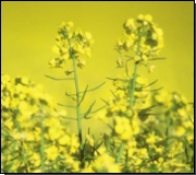 Rapspflanze