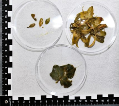Abbildung 2: aus dem Pansen asservierte Giftpflanzenbestandteile, Buchs (oben links), Lavendelheide (oben rechts), Efeu (unten mittig)