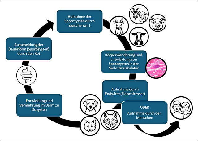 Abbildung 5: Entwicklungszyklus der Sarkosporidien