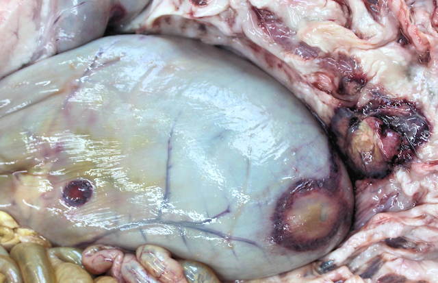 Bild 1: Durch die Wand des Pansens bis in das Netz reichende rundliche Entz�ndungsherde