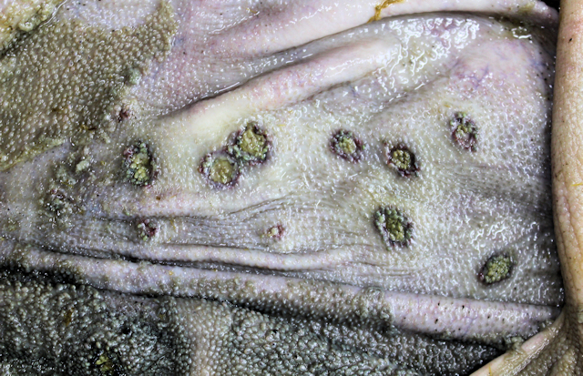 Bild 2: Zahlreiche rundliche wie ausgestanzt wirkende Entz�ndungsherde in der Schleimhaut des Pansens