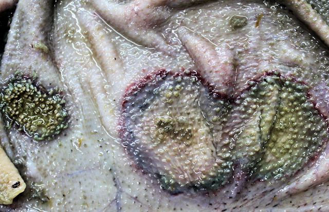 Bild 3: Gro�er tiefer Entz�ndungsherd mit rotem Randsaum in der Pansenschleimhaut