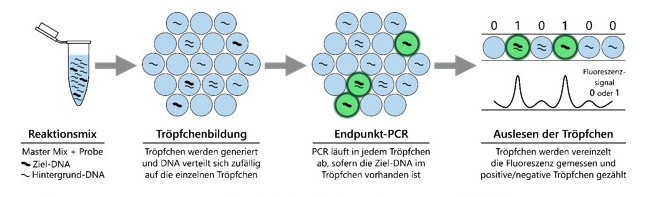 Abbildung 1 Funktionsprinzip der droplet digital PCR (Quelle Lebensmittelchemie 75 (2021)