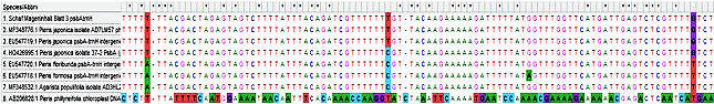 Abbildung 3: Ausschnitt eines DNA-Sequenzvergleichs der Blattmaterial-Probe aus dem Mageninhalt des Schafs mit DNA-Barcode-Sequenzen, die in Datenbanken hinterlegt sind. Die beste Übereinstimmung ergibt sich mit Pieris japonica.
