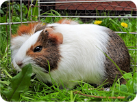 Meerschweinchen