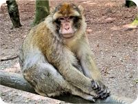 Berberaffe