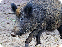 Wildschwein