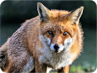Fuchs
