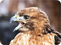 Greifvogel