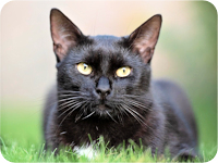 Katze