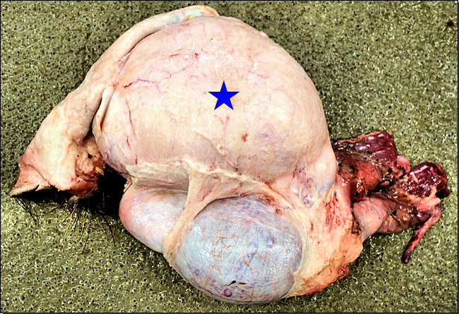 Abbildung 2: linker und rechter Hoden nach Abtragen der Haut, hochgradige einseitige Hodenschwellung (Stern)
