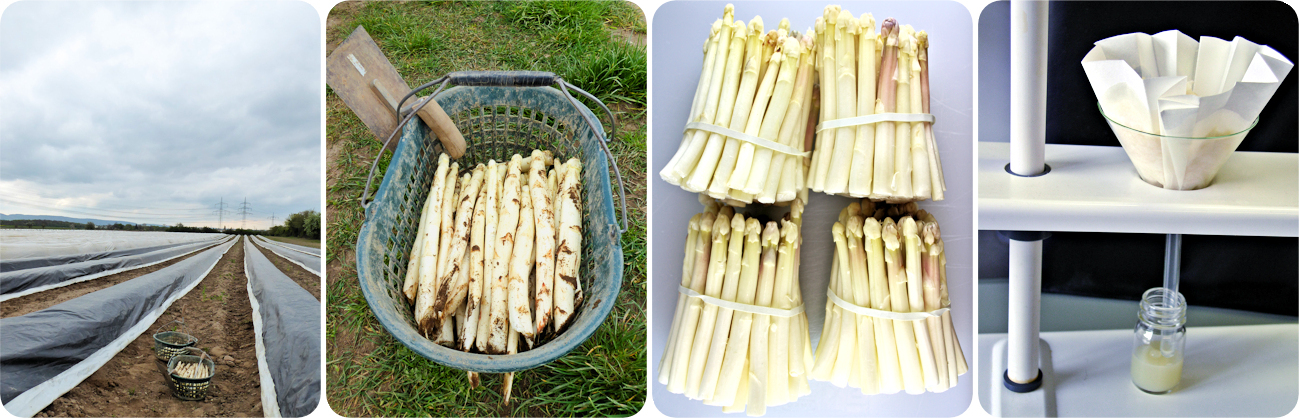 Fotoreihe: Spargelfeld, frisch geernteter Spargel im Korb, vier B�ndel Spargel, Spargelsaft f�r die chemische Untersuchung 