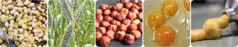 Fotoreihe Allergene (v.l.n.r.):Sojabohnen, Weizen, Haselnüsse, Eier, Senf Fotoreihe Allergene (v.l.n.r.):Sojabohnen, Weizen, Haselnüsse, Eier, Senf