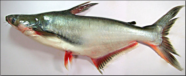 Pangasius Pangasianodon Hypophthalmus