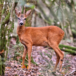 Reh (pixabay_roe-deer ID4240739)