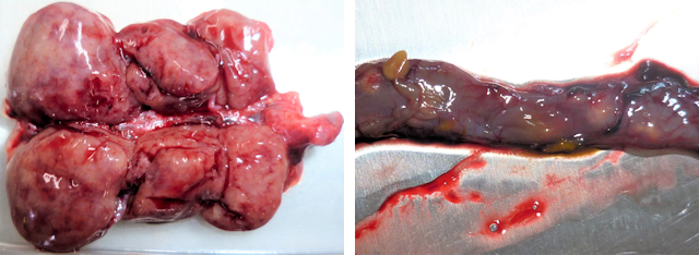 Petechiale Blutungen, Aufhellung und Schwellung der Nieren (Bild 1) sowie Darmschleimhautentzündungen (Bild 2)