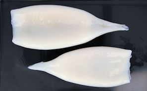 Tuben (Körper) von Pazifischem Kalmar (Todarodes pacificus)